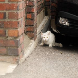 고양이 목격 터키시앙고라 서울특별시 동작구