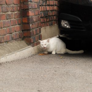 고양이 주인을 찾습니다 고양이 전단지