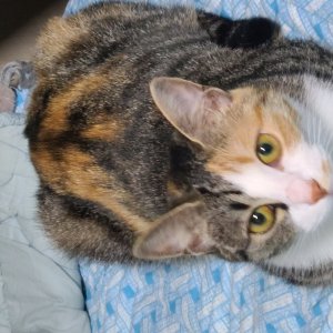고양이를 찾습니다 고양이 전단지