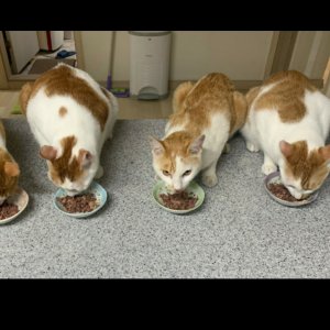 고양이를 찾습니다 고양이 전단지