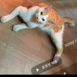 고양이 실종 코리아쇼트헤어 경기도 부천시 오정구