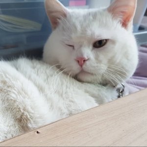 고양이를 찾습니다 고양이 전단지