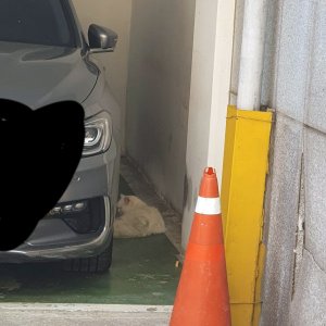 고양이 목격 터키시앙고라 서울특별시 강남구