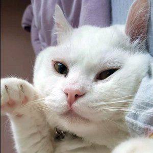 고양이 실종 터키시앙고라 강원도 춘천시