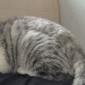 고양이 실종 아메리칸쇼트헤어 대전광역시 서구