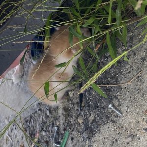 고양이 주인을 찾습니다 고양이 전단지