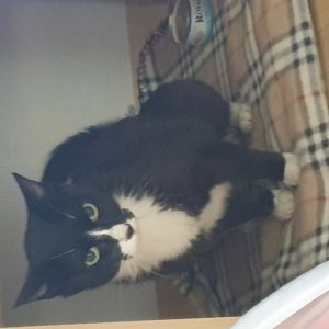 고양이를 찾습니다 고양이 전단지