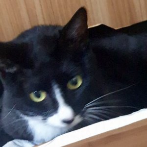 고양이 실종 코리아쇼트헤어 인천광역시 연수구