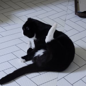 고양이 실종 스코티시폴드 광주광역시 동구