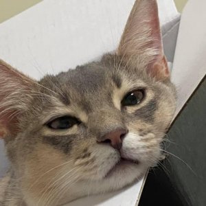 고양이를 찾습니다 고양이 전단지