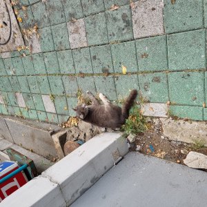 고양이 주인을 찾습니다 고양이 전단지