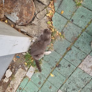 고양이 목격 코리아쇼트헤어 부산광역시 사상구