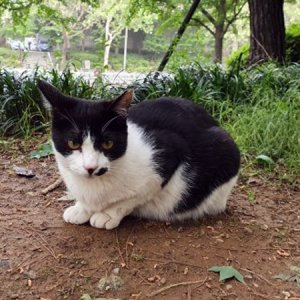 고양이 실종 코리아쇼트헤어 경기도 고양시 일산동구