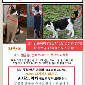 고양이를 찾습니다 고양이 전단지