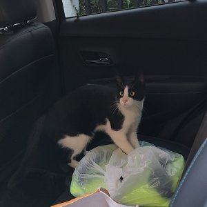 고양이 실종 코리아쇼트헤어 서울특별시 서초구