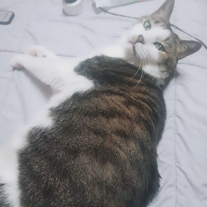 고양이를 찾습니다 고양이 전단지