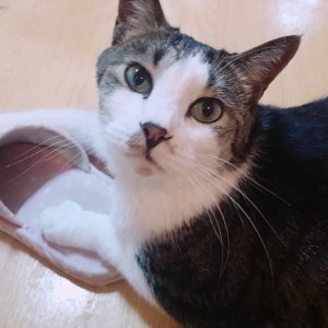 고양이 실종 코리아쇼트헤어 전라남도 나주시