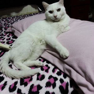 고양이를 찾습니다 고양이 전단지