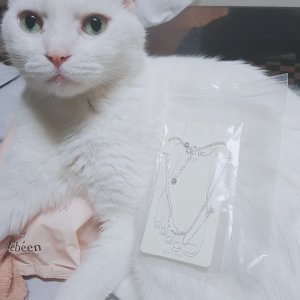 고양이 실종 터키시앙고라 전라남도 나주시