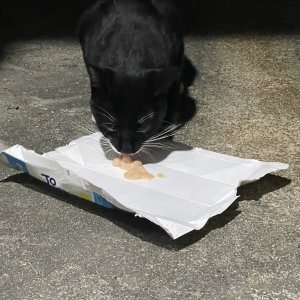 고양이 주인을 찾습니다 고양이 전단지