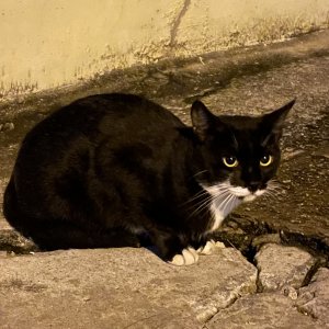 고양이 목격 코리아쇼트헤어 서울특별시 성북구