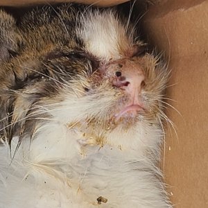고양이 주인을 찾습니다 고양이 전단지
