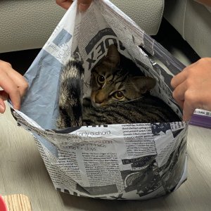 고양이를 찾습니다 고양이 전단지