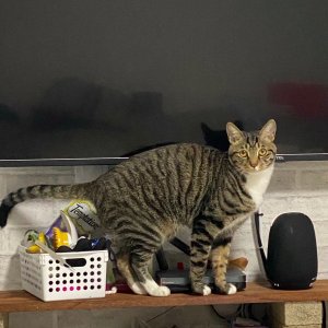 고양이 실종 코리아쇼트헤어 서울특별시 노원구