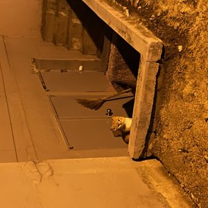 고양이 주인을 찾습니다 고양이 전단지