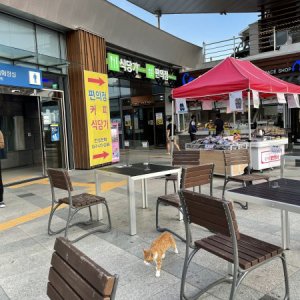 고양이 목격 아메리칸쇼트헤어 경상남도 김해시