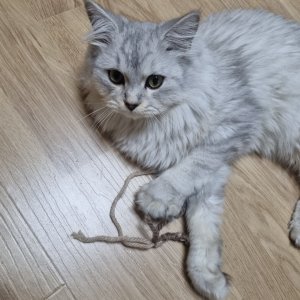 고양이 주인을 찾습니다 고양이 전단지