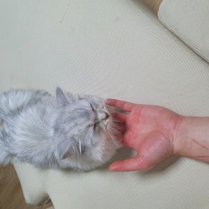 고양이 구조 페르시안 경기도 시흥시
