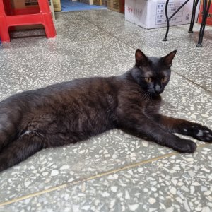 고양이 실종 코리아쇼트헤어 서울특별시 구로구