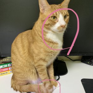 고양이를 찾습니다 고양이 전단지