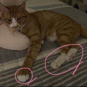 고양이 실종 코리아쇼트헤어 경상북도 포항시 남구