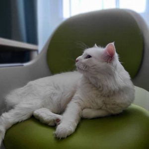 고양이 실종 터키시앙고라 울산광역시 남구