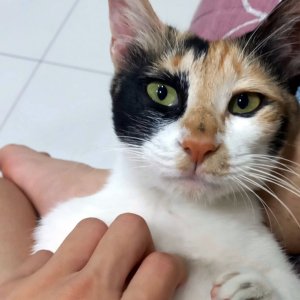 고양이 구조 코리아쇼트헤어 대전광역시 동구