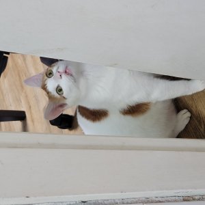 고양이 실종 코리아쇼트헤어 서울특별시 구로구