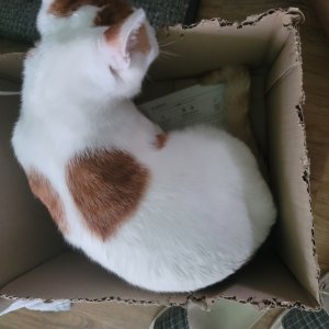 고양이를 찾습니다 고양이 전단지