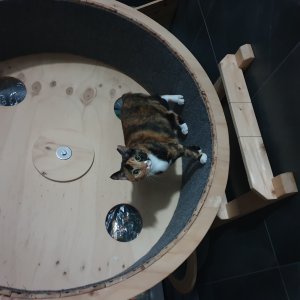 고양이 실종 코리아쇼트헤어 경기도 성남시 분당구