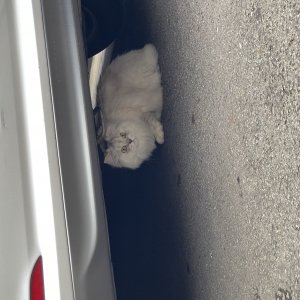 고양이 주인을 찾습니다 고양이 전단지
