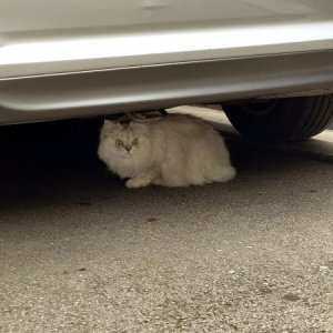 고양이 목격 페르시안 서울특별시 광진구