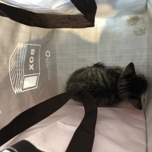 고양이 구조 아메리칸쇼트헤어 강원도 강릉시