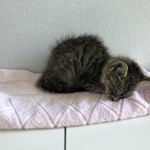고양이 주인을 찾습니다 고양이 전단지