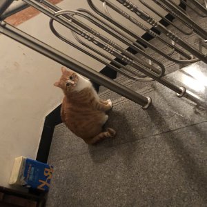 고양이 실종 코리아쇼트헤어 경기도 안양시 만안구