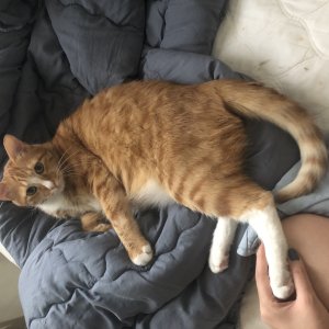 고양이를 찾습니다 고양이 전단지
