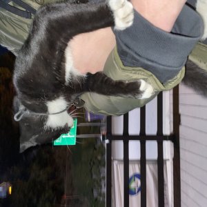고양이 주인을 찾습니다 고양이 전단지