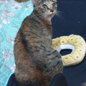 고양이를 찾습니다 고양이 전단지