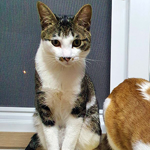 고양이 실종 코리아쇼트헤어 서울특별시 도봉구