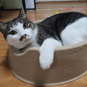 고양이를 찾습니다 고양이 전단지